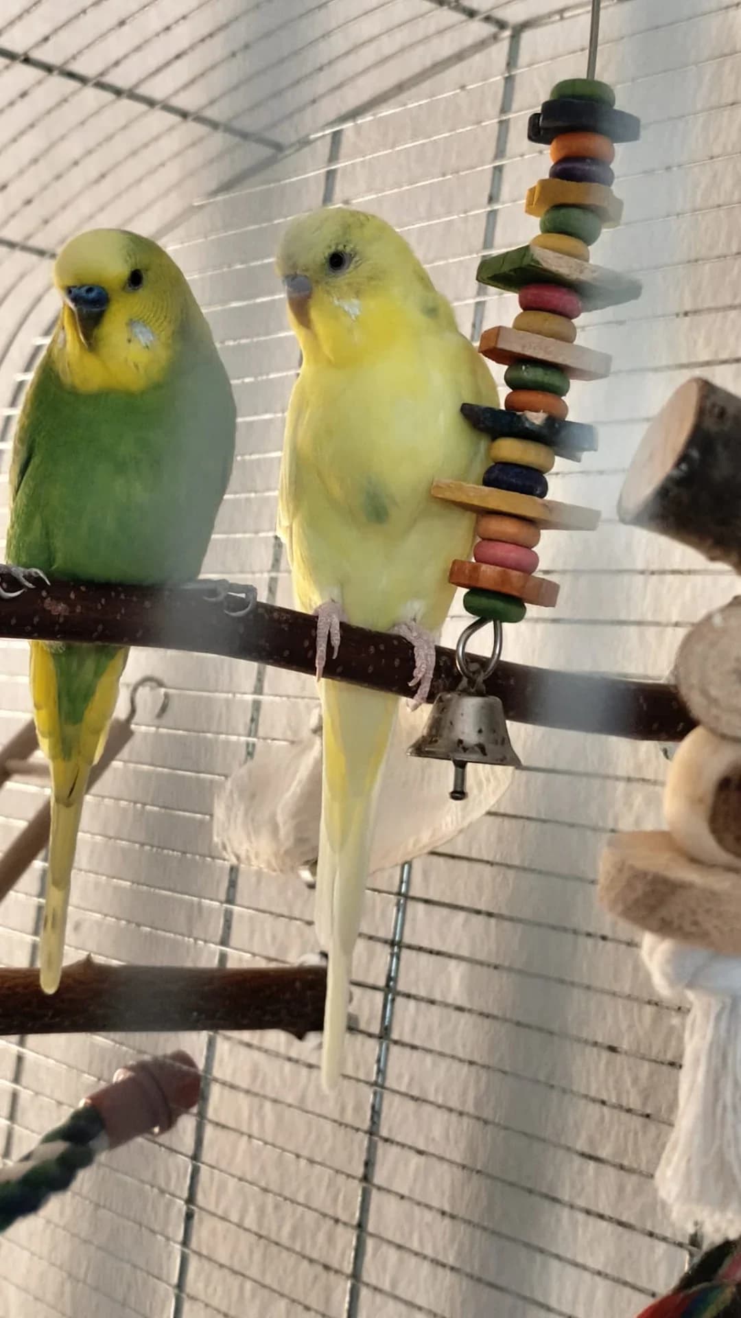 Fische & Welse, Mixed Breed for adoption at Tierschutz Celle, Celle