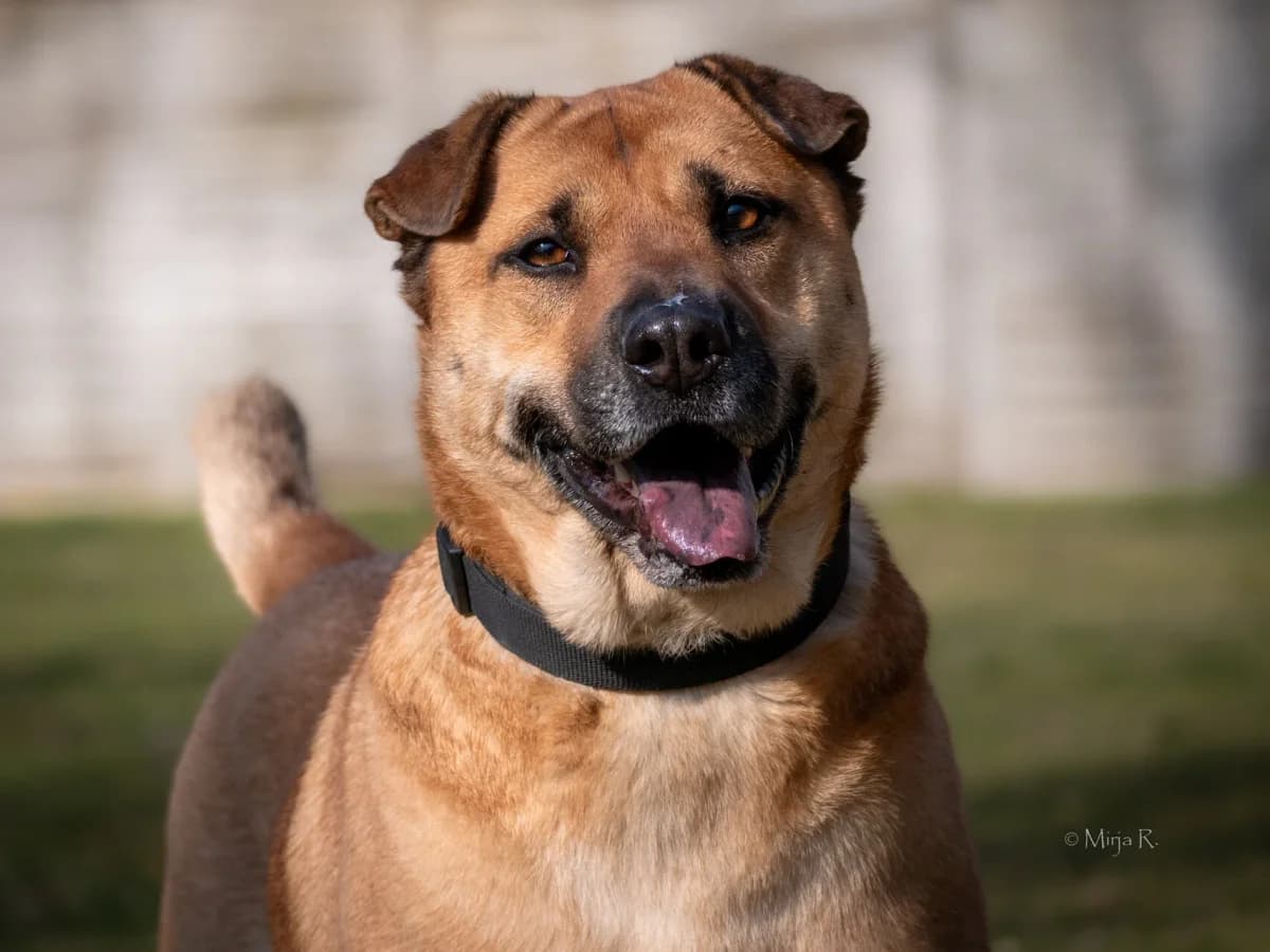 Yuno, male Rhodesian Ridgeback for adoption at Tierschutz Celle, Celle