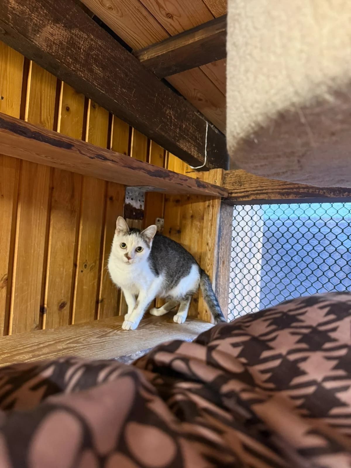 Tom & Jerry, male senior mixed breed for adoption at Tierschutz Celle, Celle
