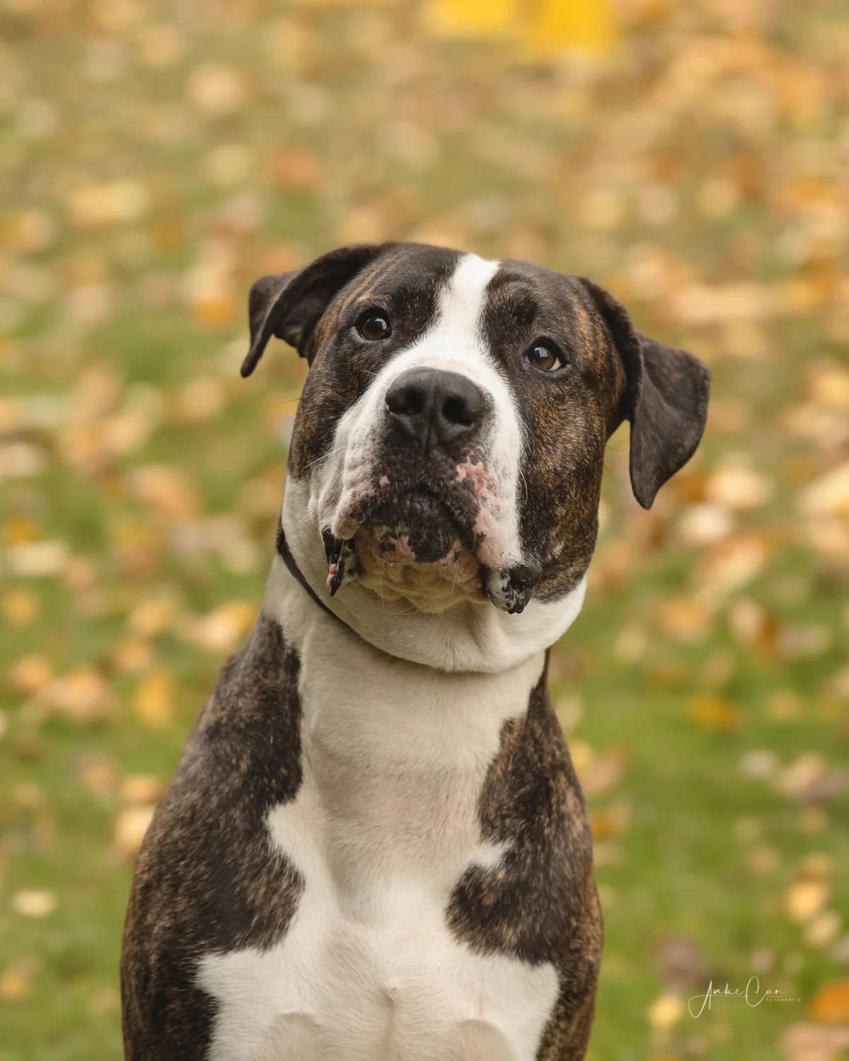 Ares, male Pit Bull Terrier for adoption at Tierschutz Celle, Celle