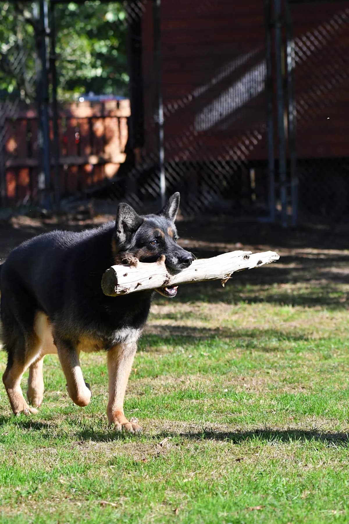 Ben, male senior German Shepherd for adoption at Tierschutz Celle, Celle