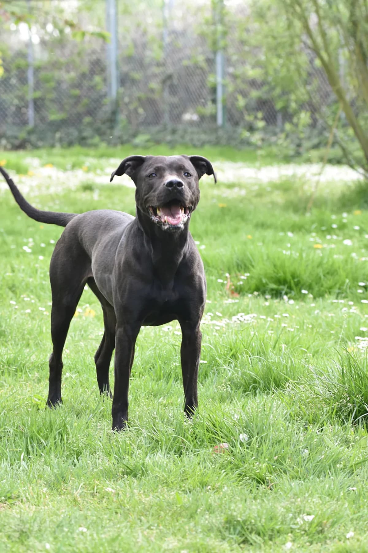 Amy, female senior Labrador Retriever for adoption at Tierschutz Celle, Celle