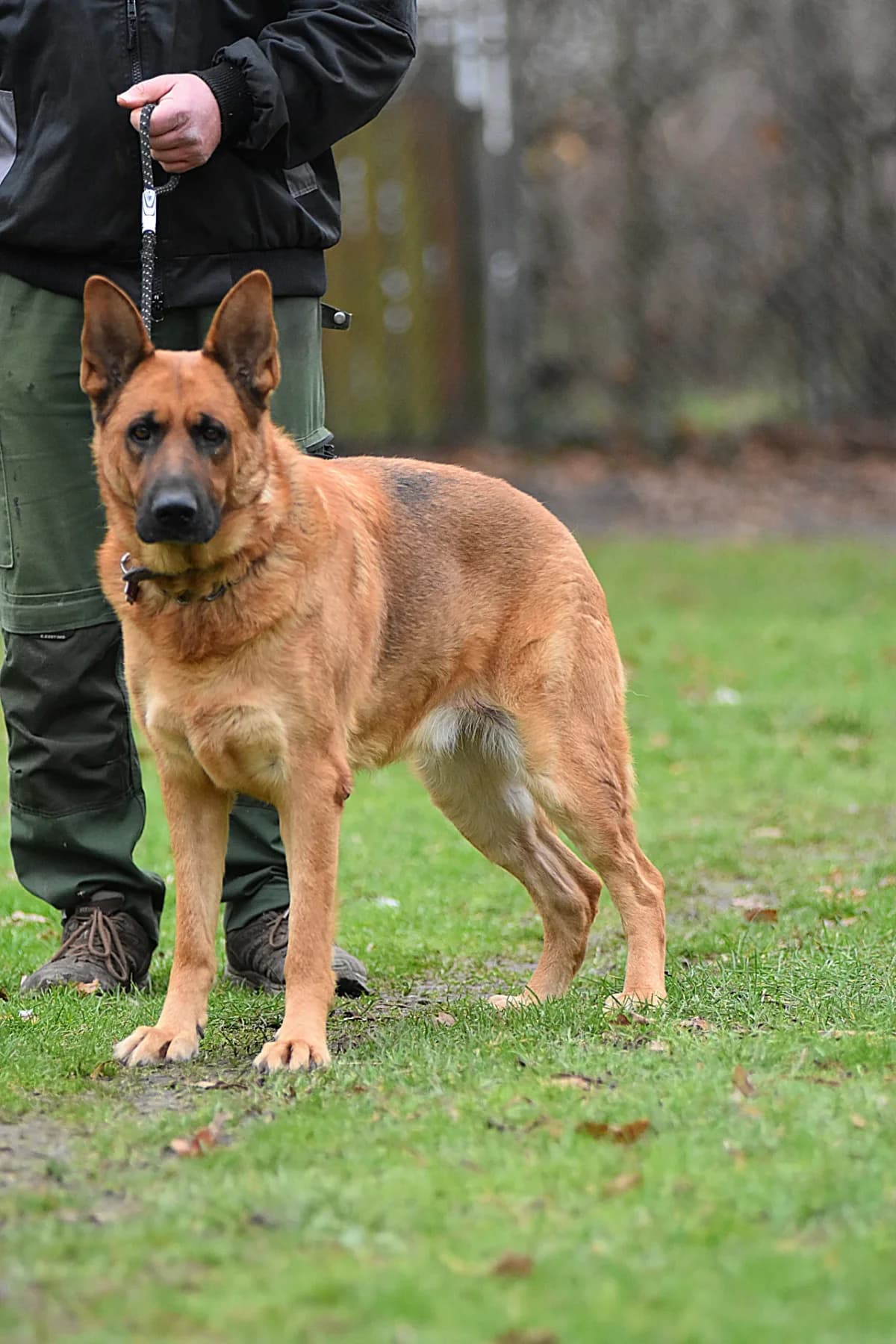 Wolf, male senior mixed breed for adoption at Tierschutz Celle, Celle