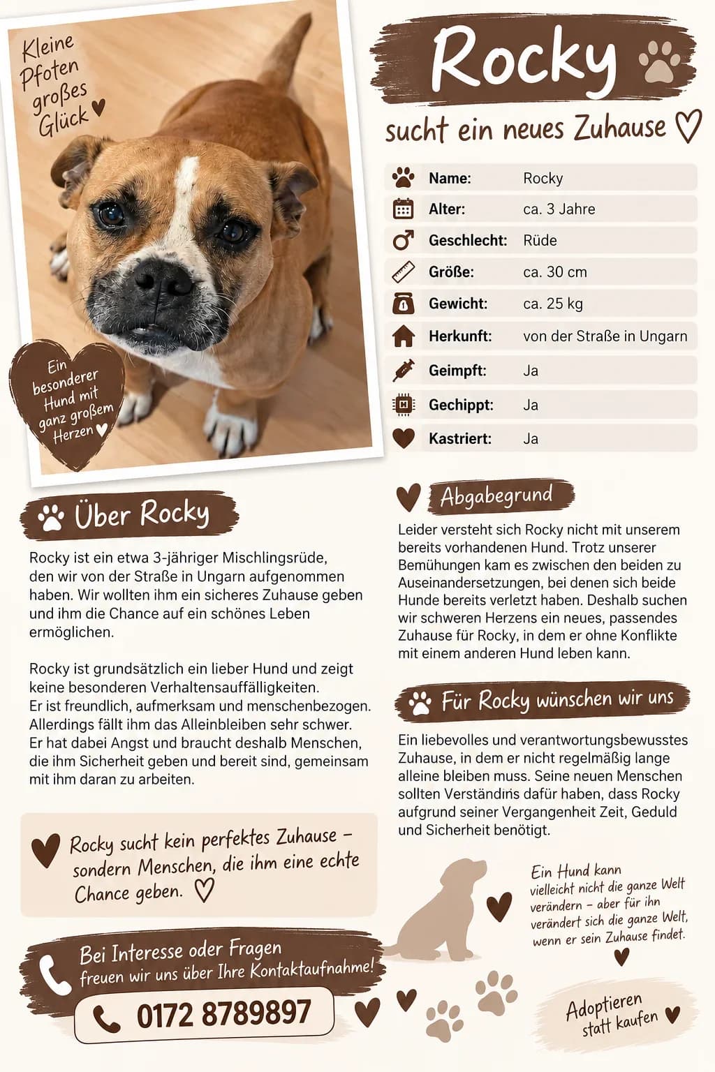 Rocky, male Mixed Breed for adoption at Tierschutz Celle, Celle