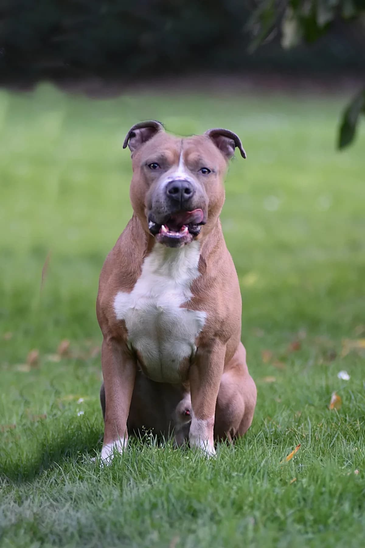 Pavel, male 3yo American Bully for adoption at Tierschutz Celle, Celle