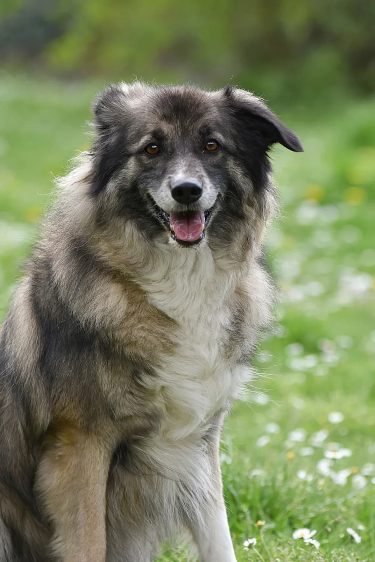 Aro, male senior Border Collie for adoption at Tierschutz Celle, Celle
