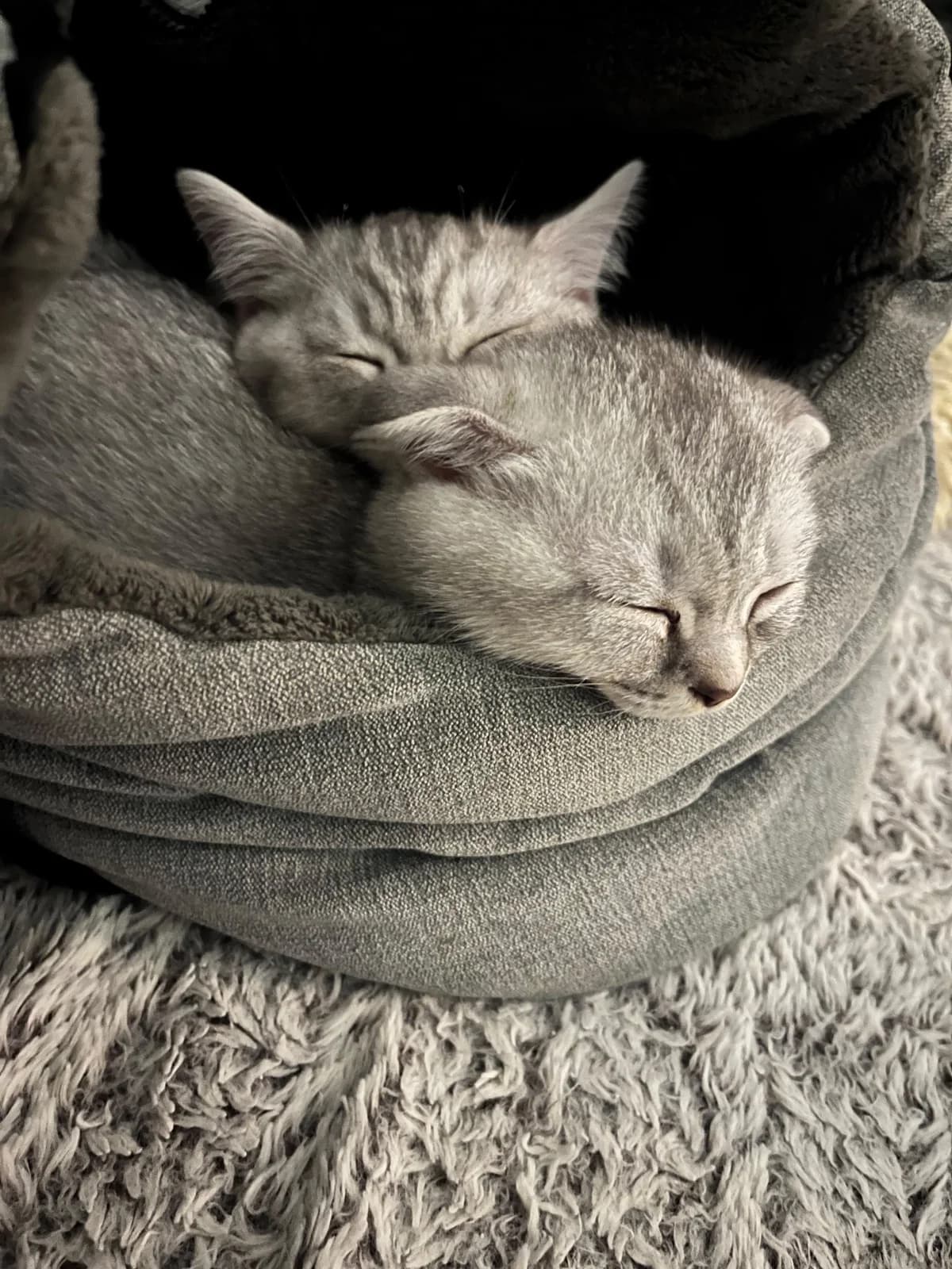 Aghi und Arthus, Scottish Fold for adoption at Tierschutzverein Chemnitz, Chemnitz