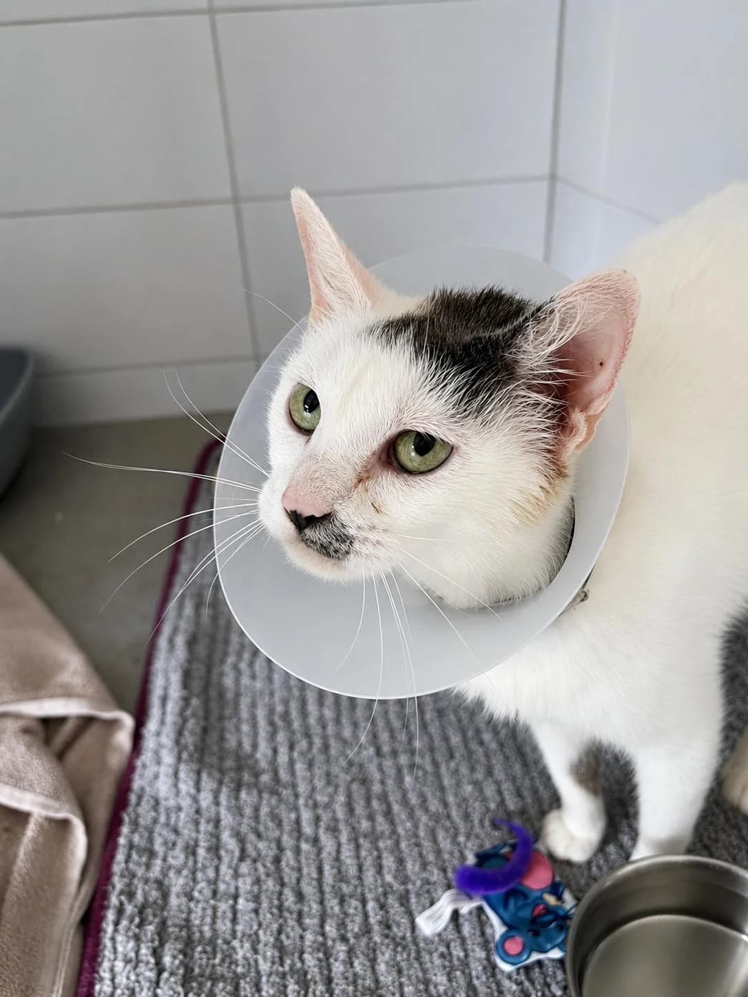 Disney, mixed breed for adoption at Tierschutzverein Chemnitz, Chemnitz