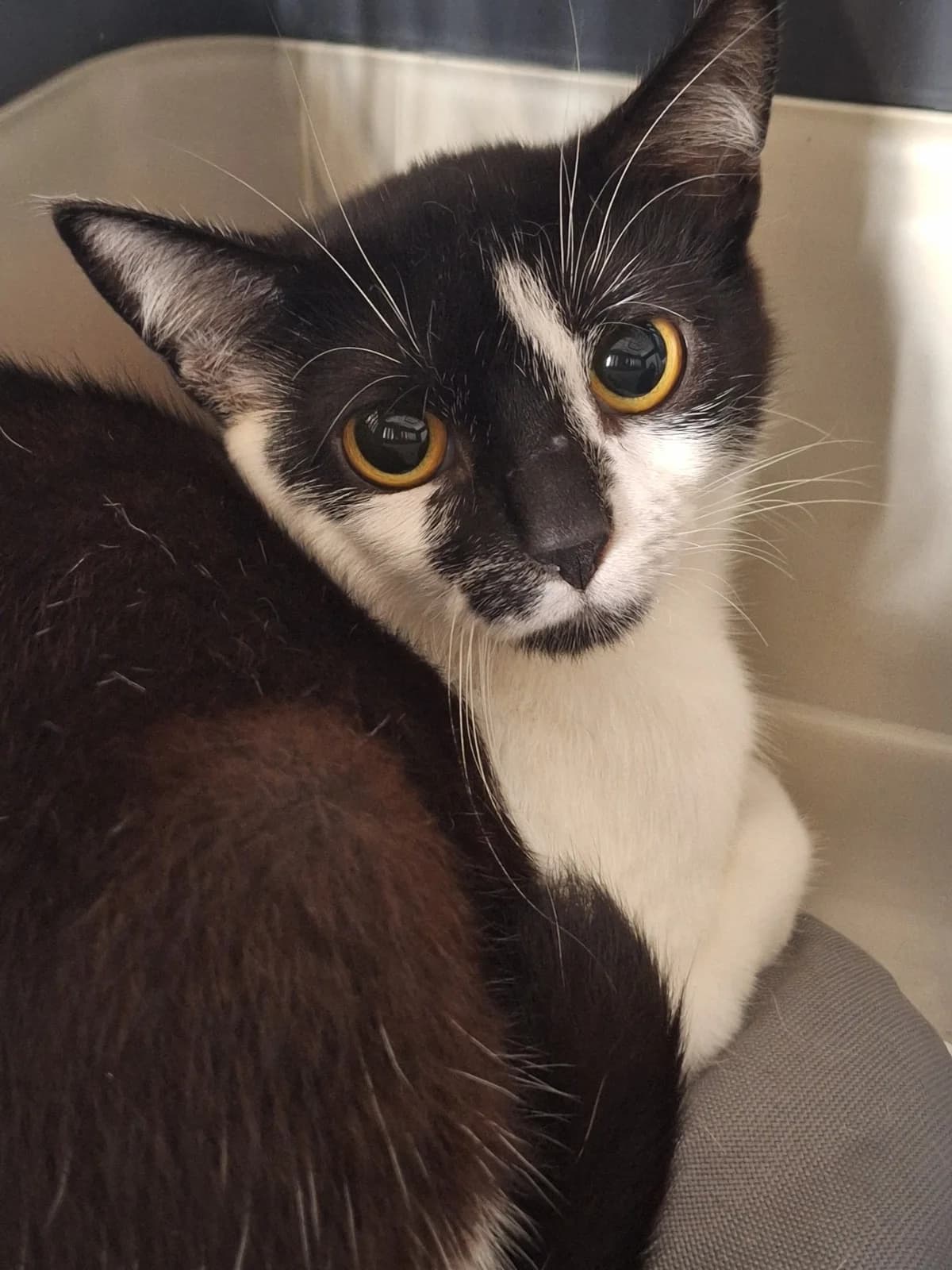 Flora, mixed breed for adoption at Tierschutzverein Chemnitz, Chemnitz