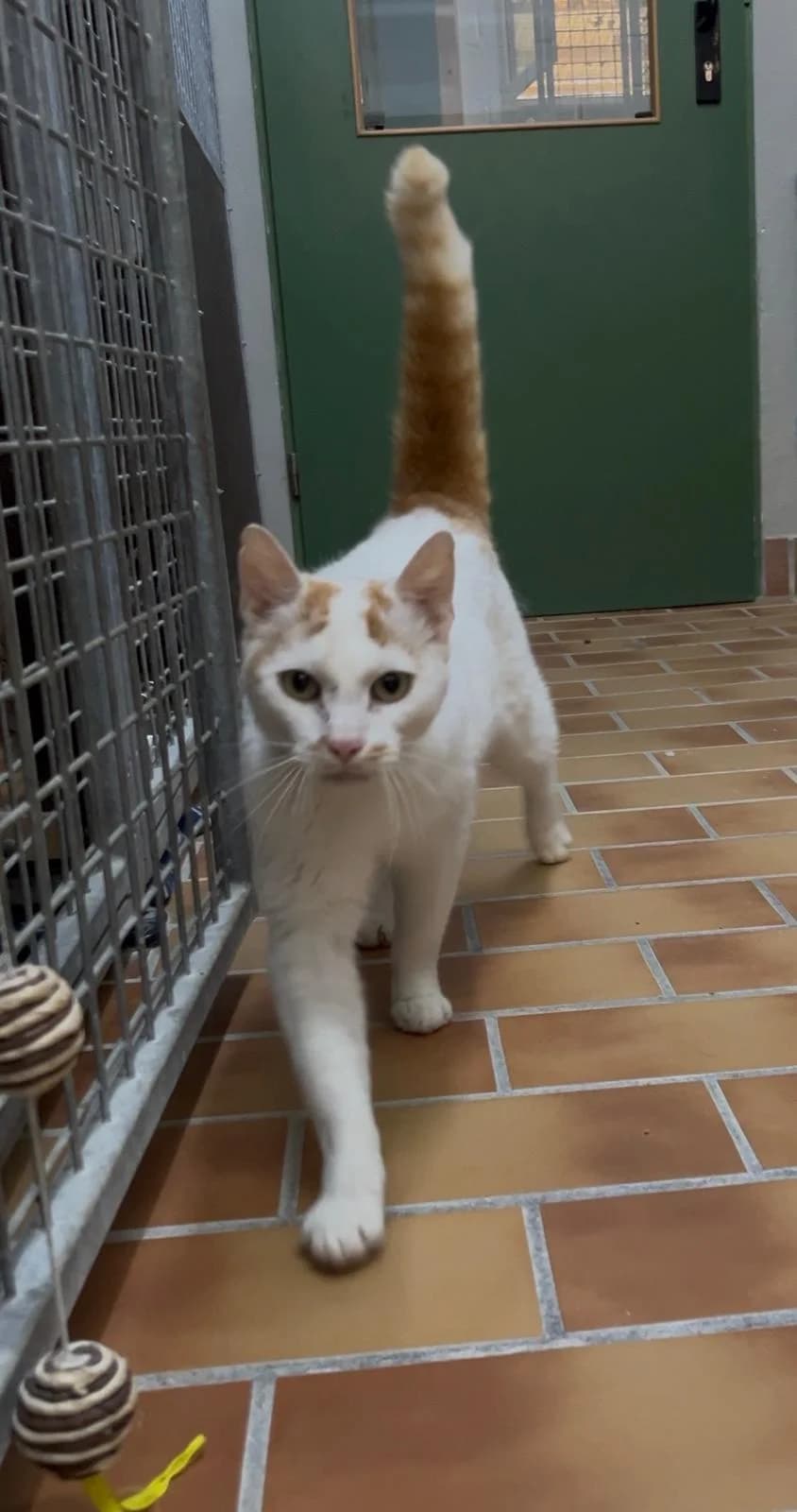 Frederik, mixed breed for adoption at Tierschutzverein Chemnitz, Chemnitz