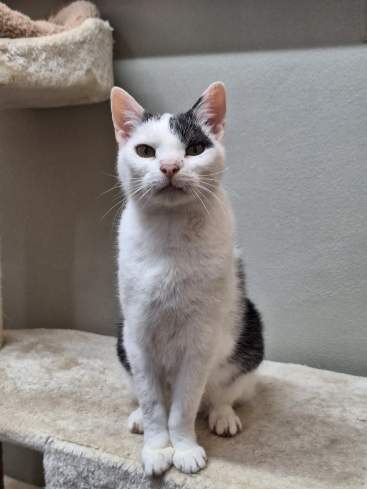 Lizzy, mixed breed for adoption at Tierschutzverein Chemnitz, Chemnitz