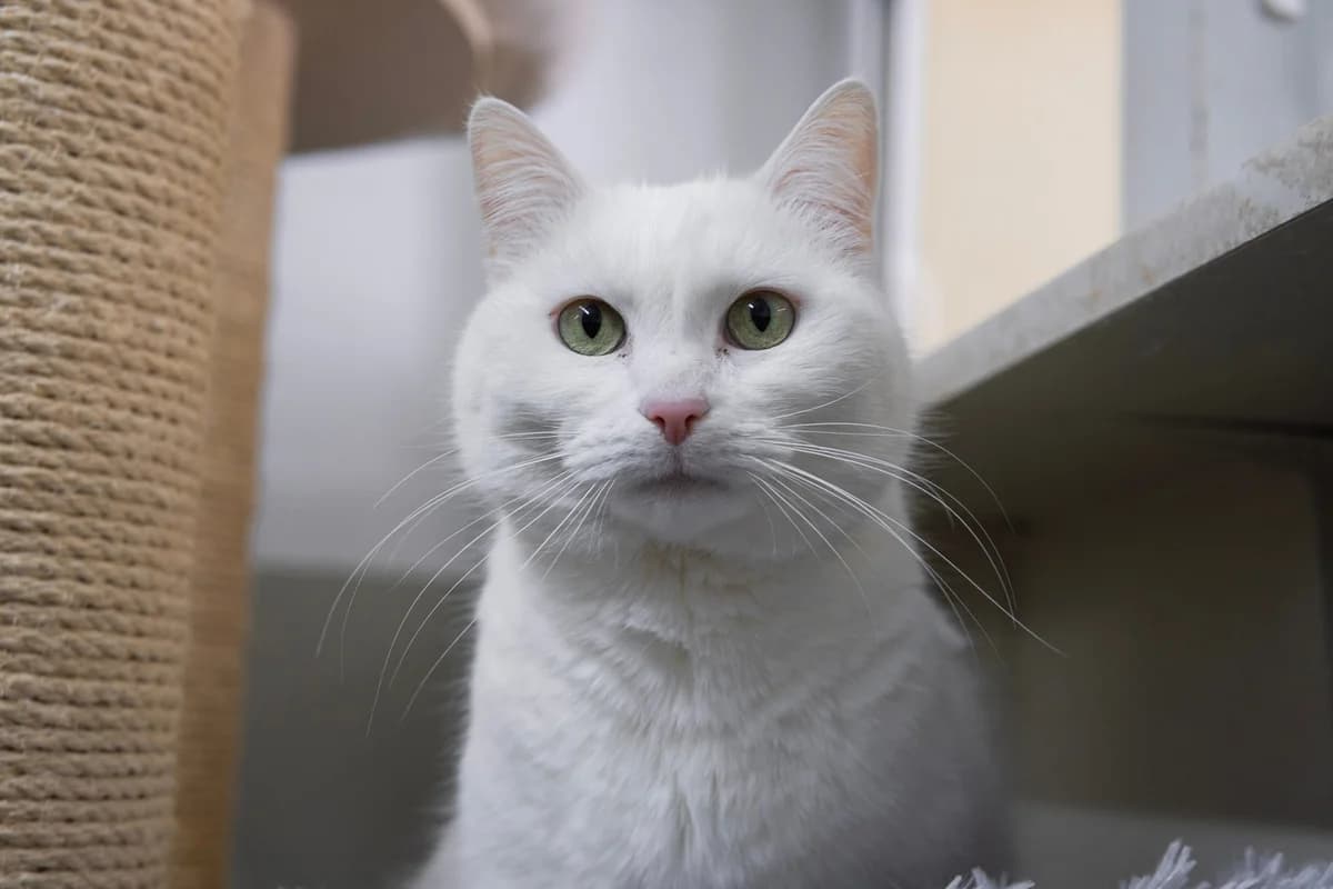 Mascha, mixed breed for adoption at Tierschutzverein Chemnitz, Chemnitz
