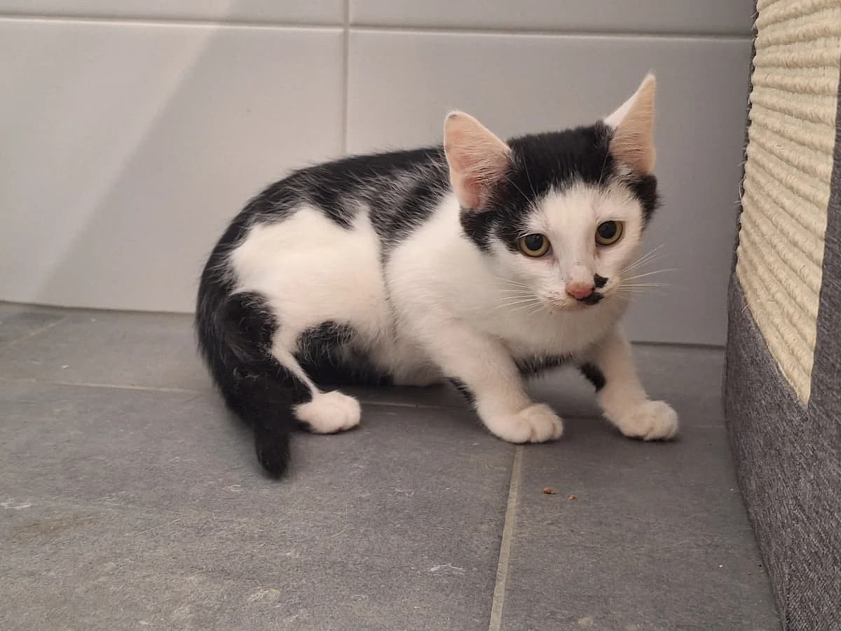 Mickey und Minni, mixed breed for adoption at Tierschutzverein Chemnitz, Chemnitz