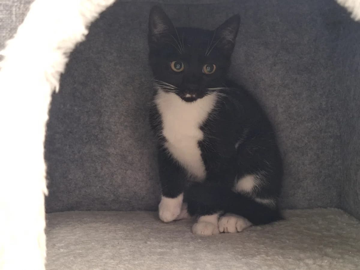 Minni, mixed breed for adoption at Tierschutzverein Chemnitz, Chemnitz