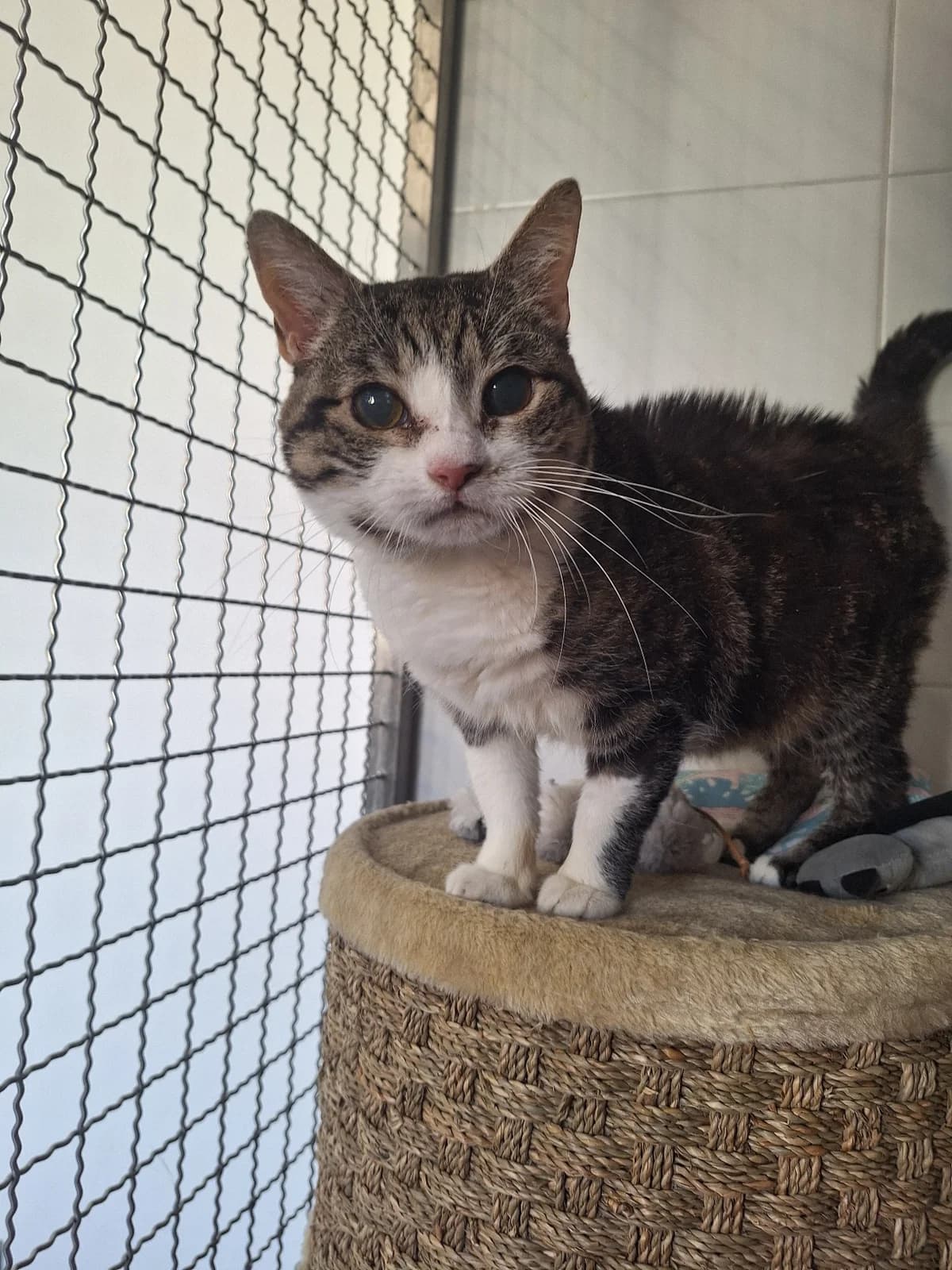 Notfall – Hermine, Mixed Breed for adoption at Tierschutzverein Chemnitz, Chemnitz