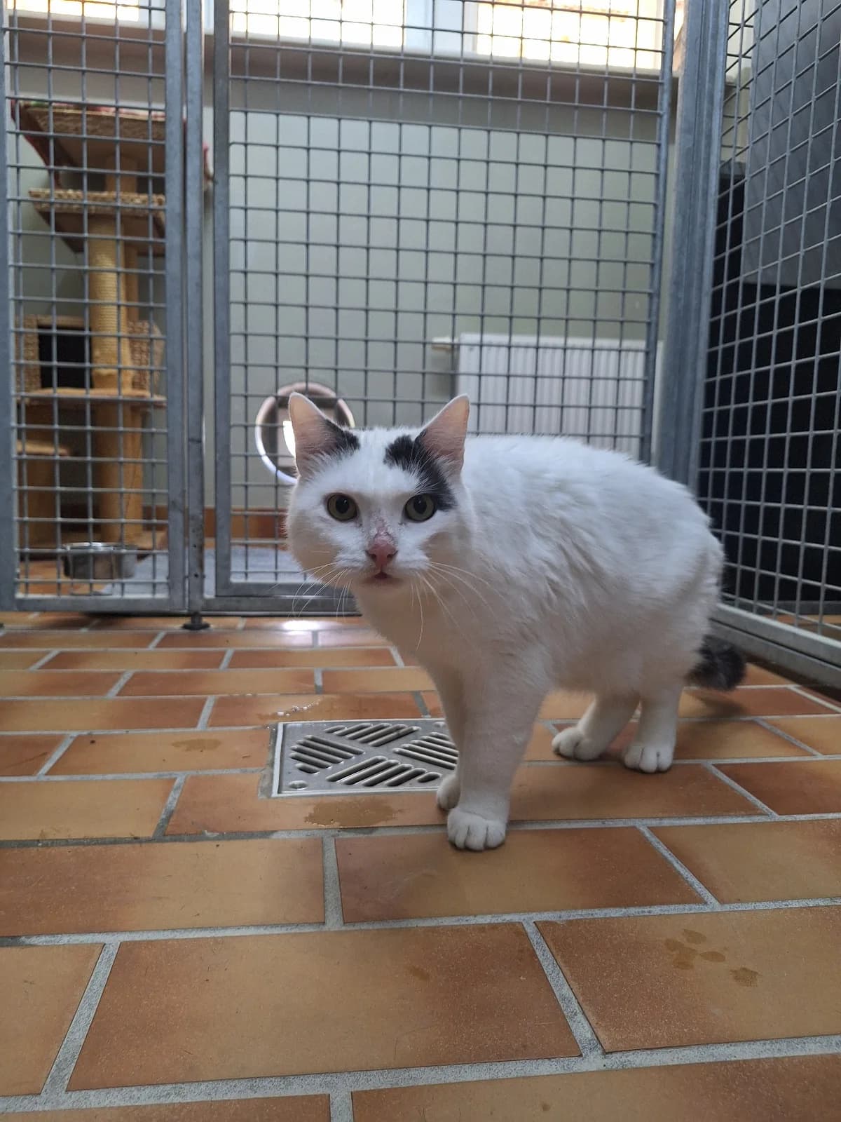 Notfall, mixed breed for adoption at Tierschutzverein Chemnitz, Chemnitz