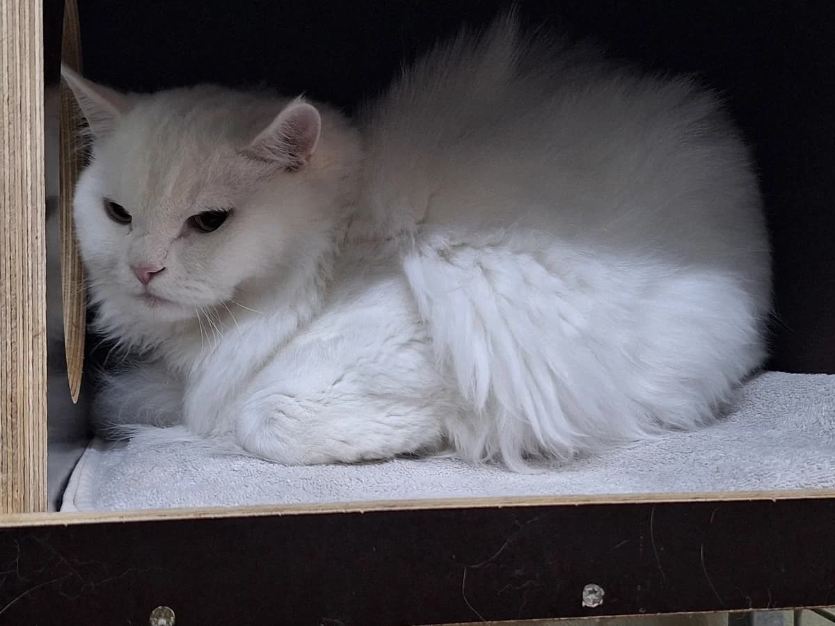 Zwiebel, Mixed Breed for adoption at Tierschutzverein Chemnitz, Chemnitz