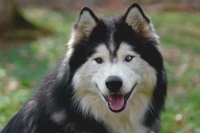 Amour, Alaskan Malamute for adoption at Tierschutzverein Chemnitz, Chemnitz