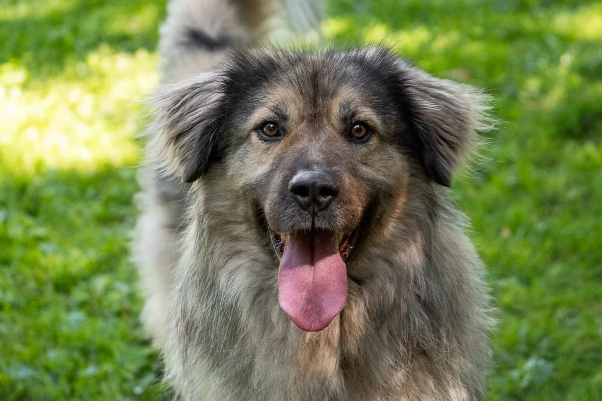 Boris, mixed breed for adoption at Tierschutzverein Chemnitz, Chemnitz