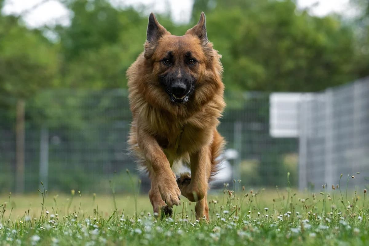 Bruno, Harzer Fuchs for adoption at Tierschutzverein Chemnitz, Chemnitz