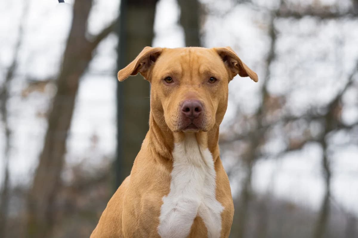 Chapo, Staffordshire Bull Terrier for adoption at Tierschutzverein Chemnitz, Chemnitz