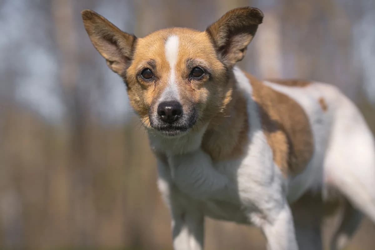Charlotte, Mixed Breed for adoption at Tierschutzverein Chemnitz, Chemnitz