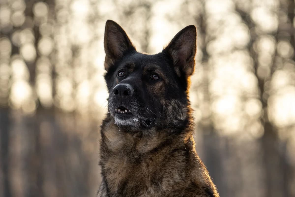 Cora, German Shepherd for adoption at Tierschutzverein Chemnitz, Chemnitz