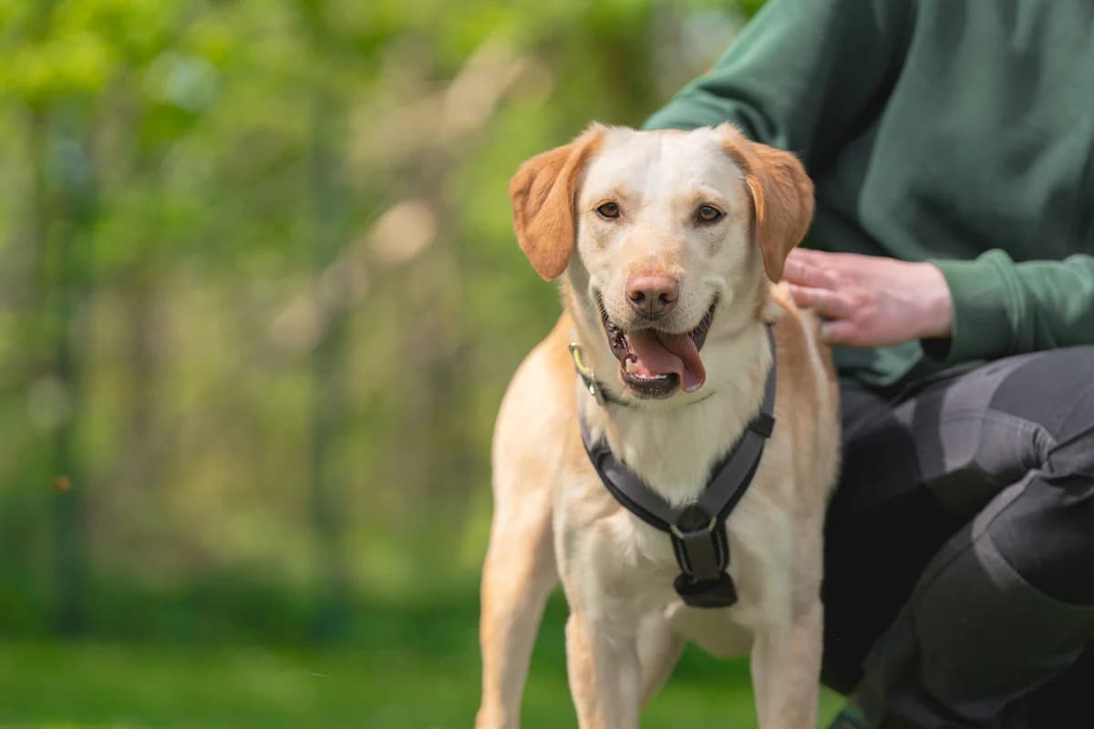 Finn, Mixed Breed for adoption at Tierschutzverein Chemnitz, Chemnitz