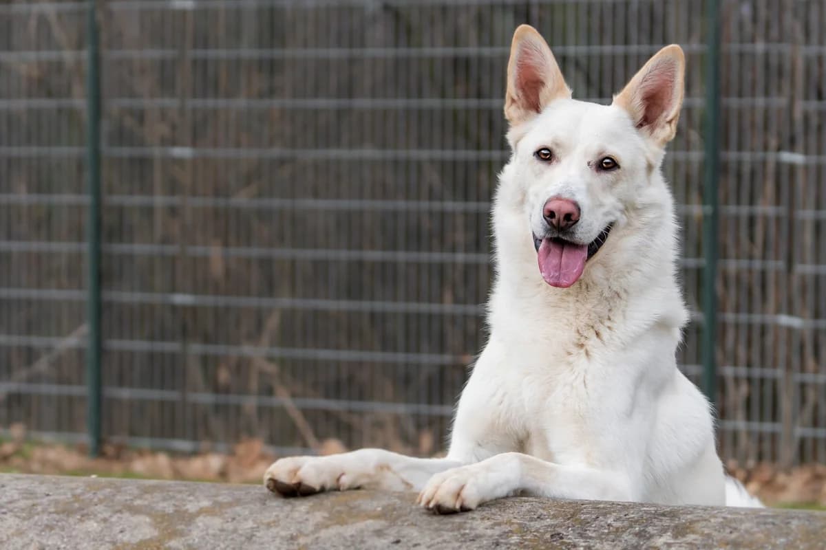 Gustav, German Shepherd for adoption at Tierschutzverein Chemnitz, Chemnitz