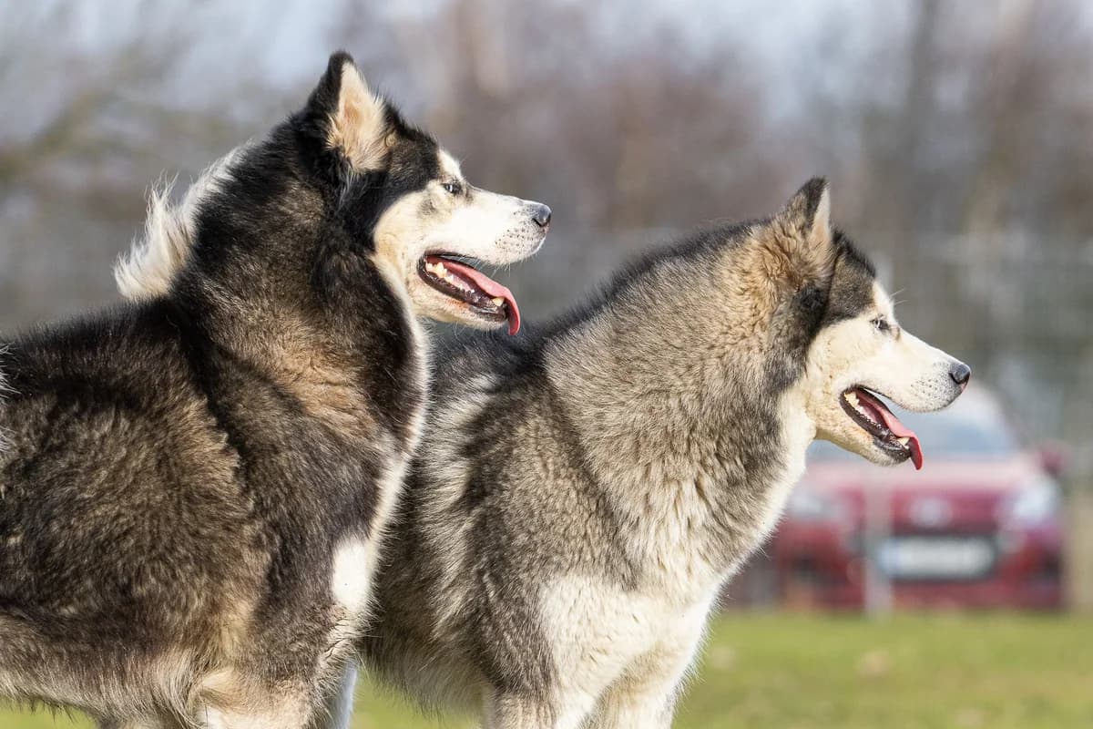 Happy und Anouk, Alaskan Malamute for adoption at Tierschutzverein Chemnitz, Chemnitz