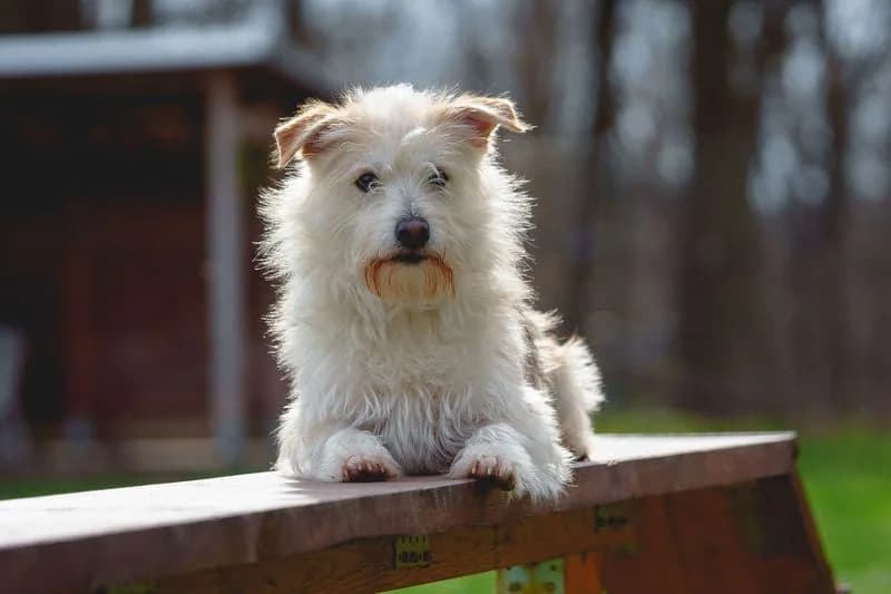 Heinz β Dieter, Mixed Breed for adoption at Tierschutzverein Chemnitz, Chemnitz