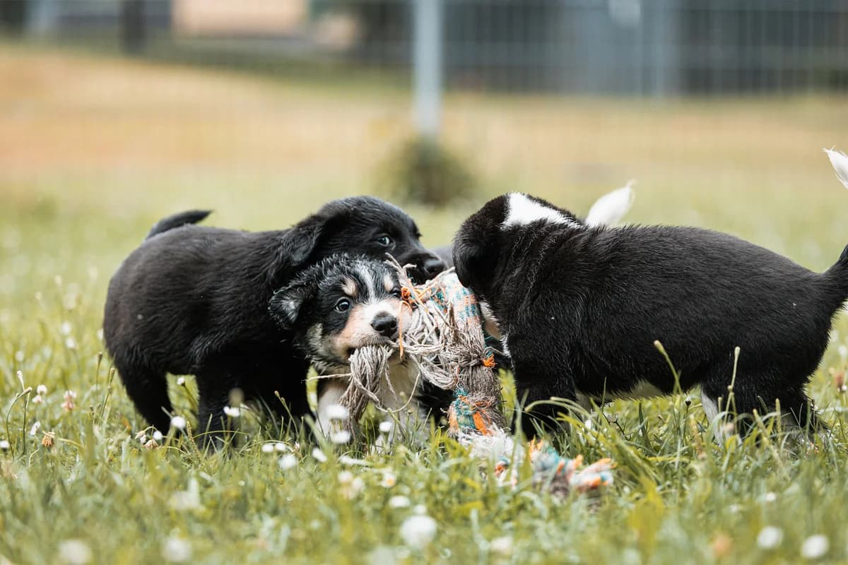 Hundewelpen, Mixed Breed for adoption at Tierschutzverein Chemnitz, Chemnitz