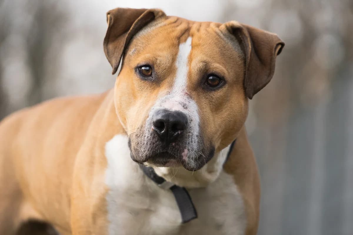 Jack, Staffordshire Bull Terrier for adoption at Tierschutzverein Chemnitz, Chemnitz