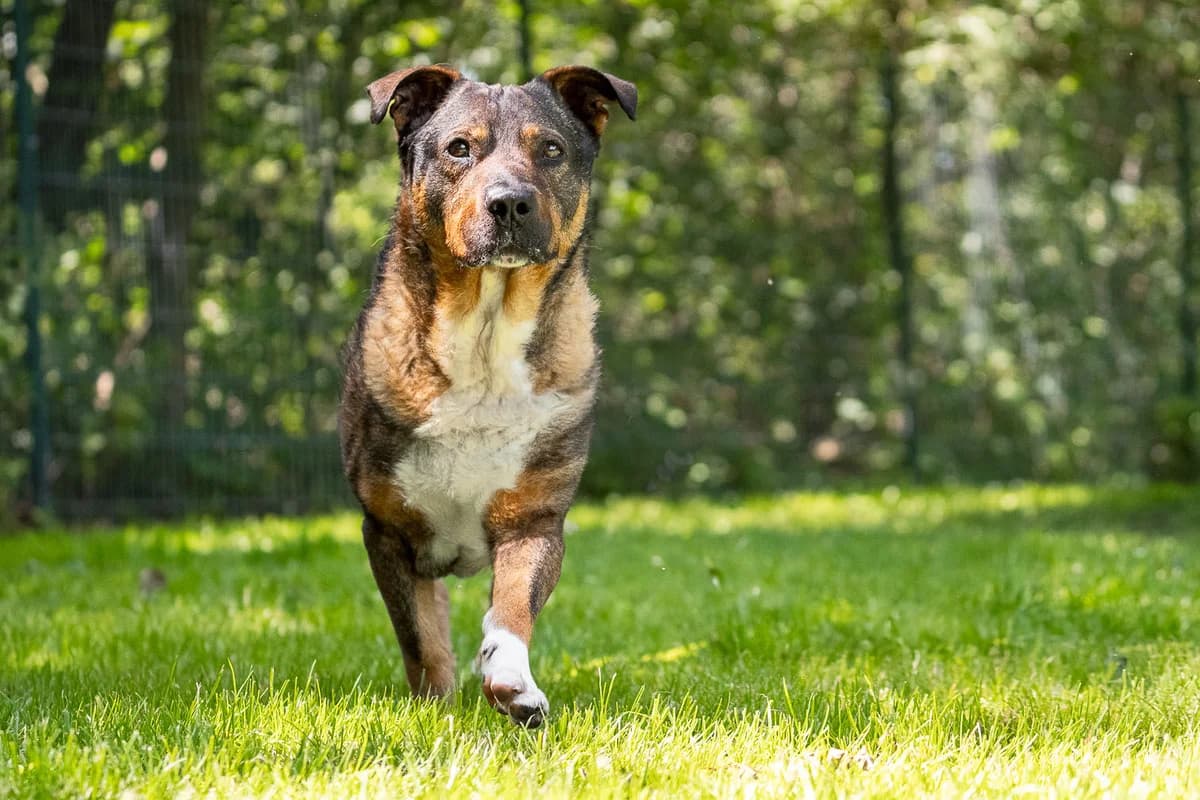 Johnny, Mixed Breed for adoption at Tierschutzverein Chemnitz, Chemnitz