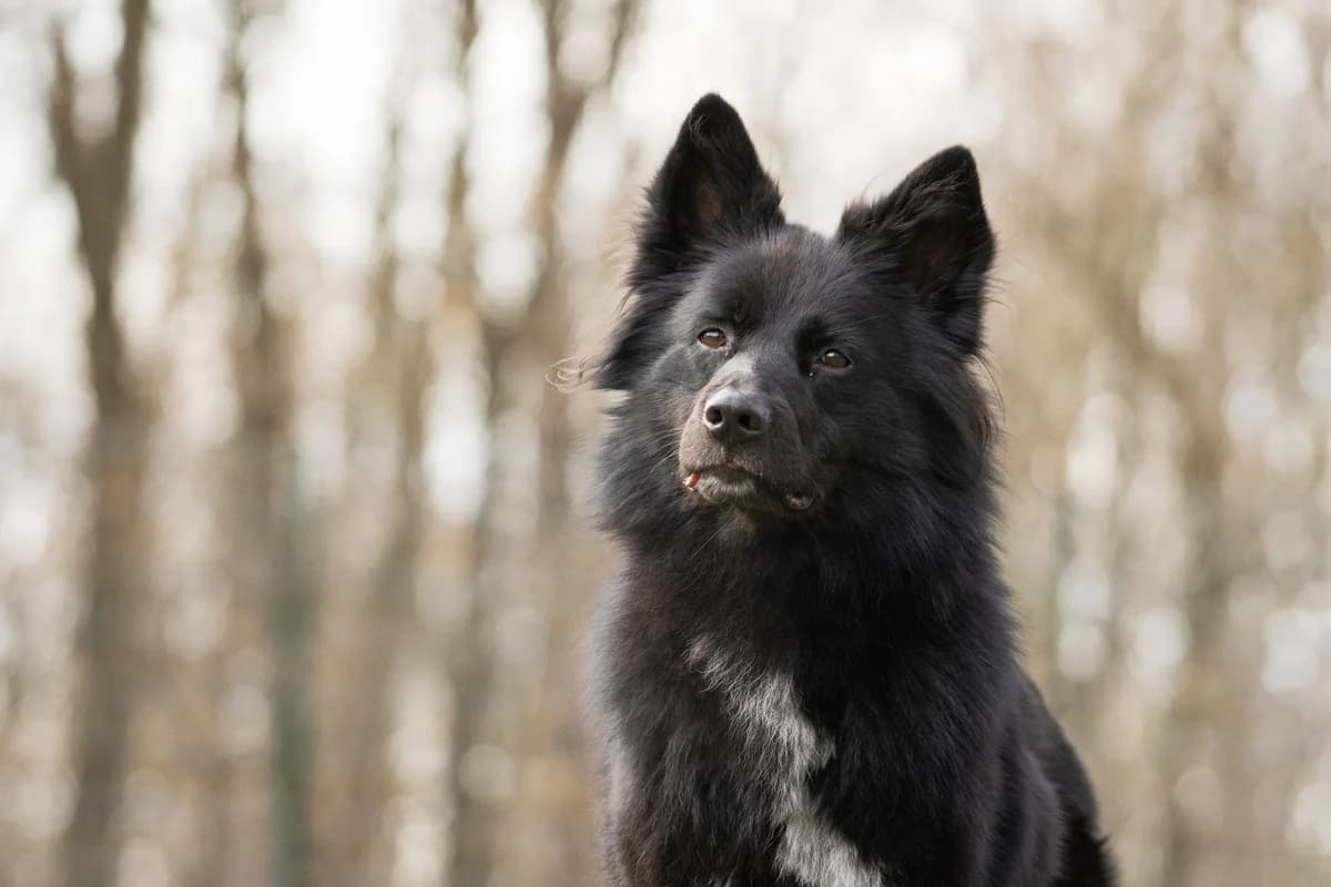 Linus, mixed breed for adoption at Tierschutzverein Chemnitz, Chemnitz