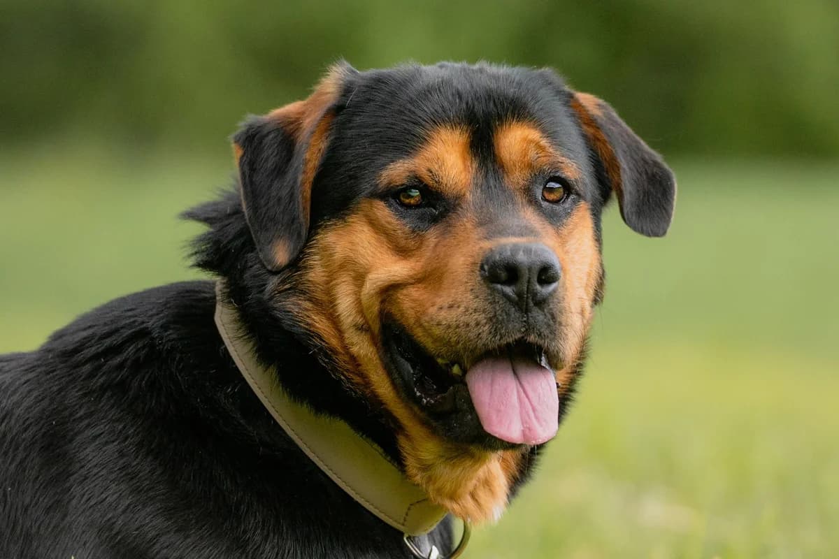 Louis, mixed breed for adoption at Tierschutzverein Chemnitz, Chemnitz
