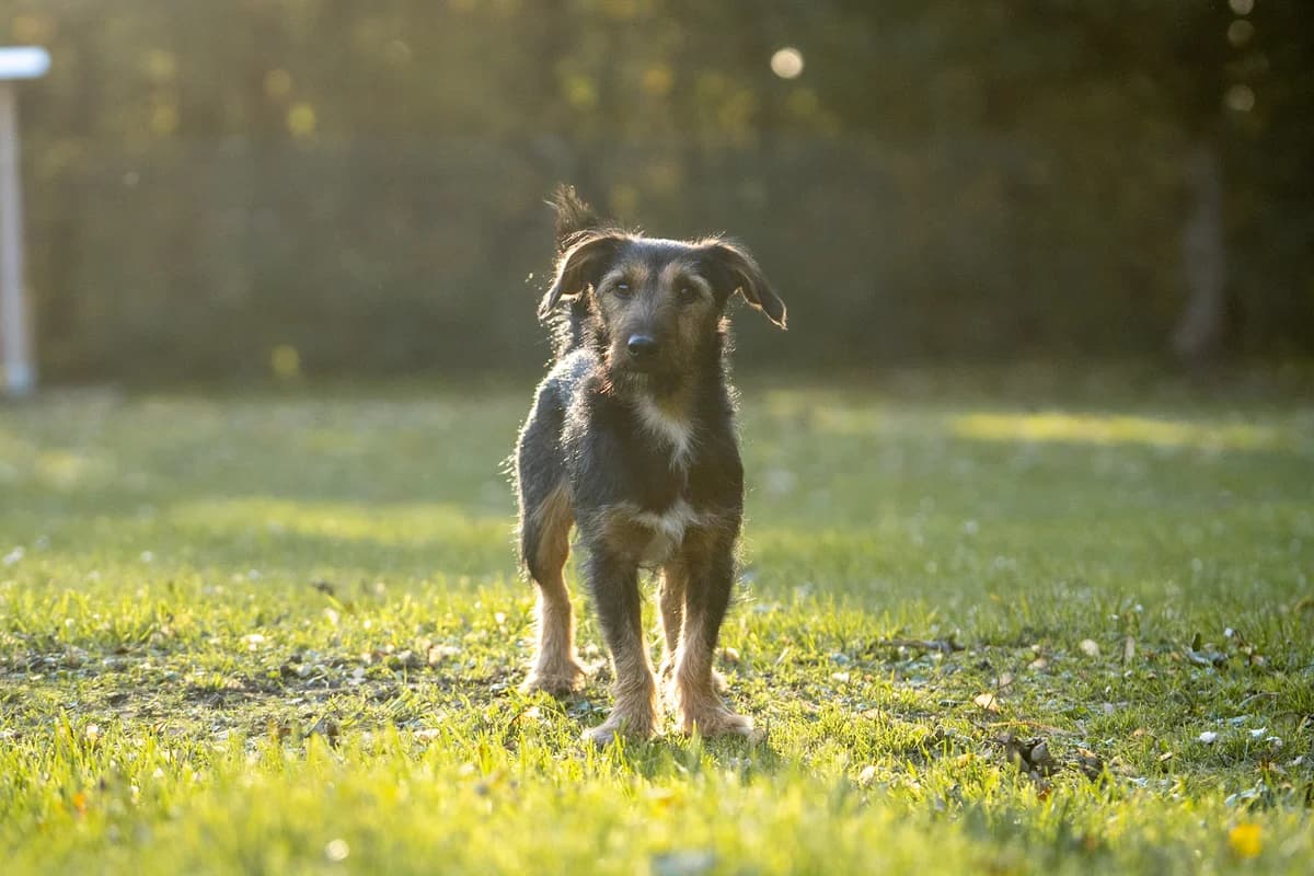Lucky, Dachshund for adoption at Tierschutzverein Chemnitz, Chemnitz