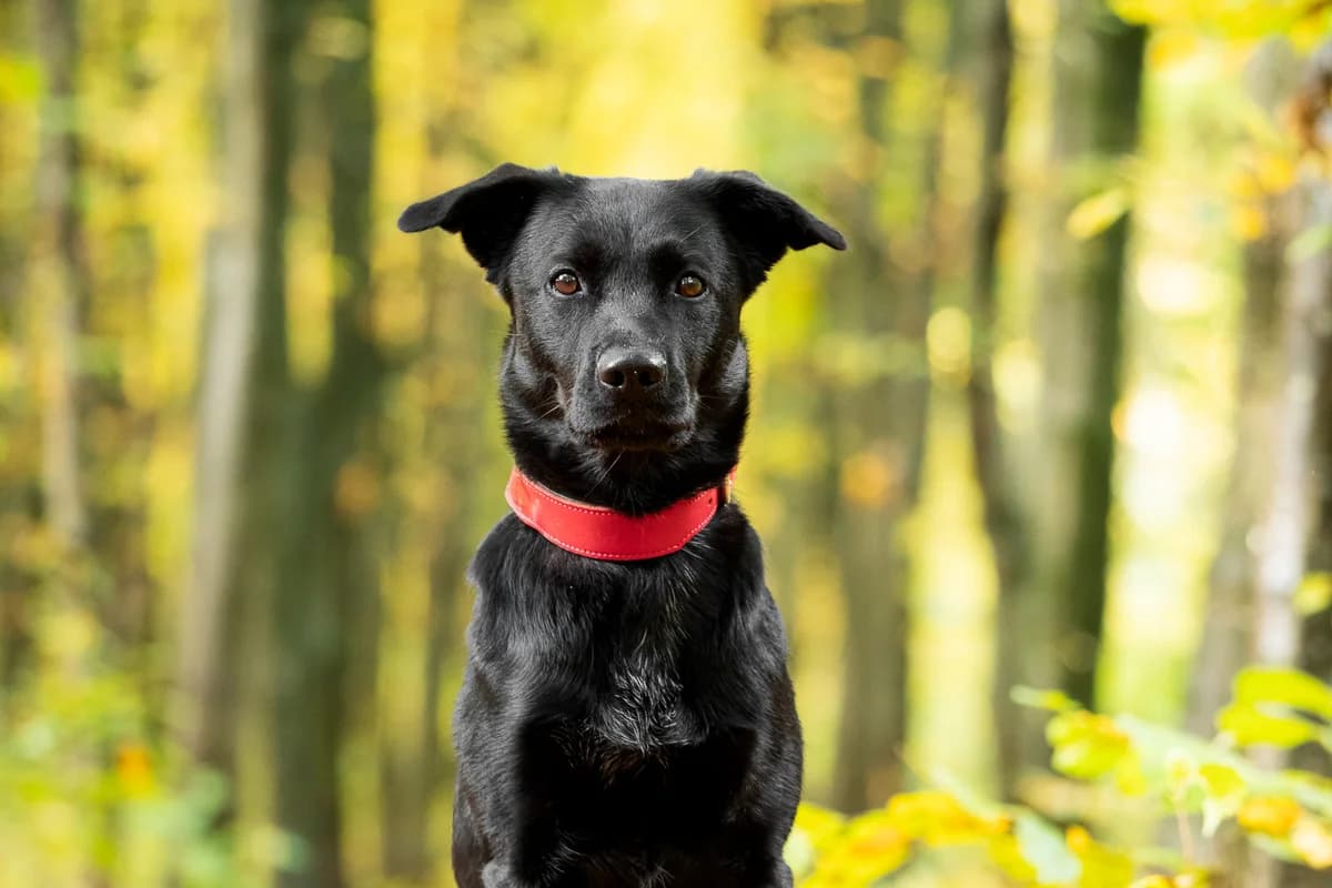 Luna, Mixed Breed for adoption at Tierschutzverein Chemnitz, Chemnitz
