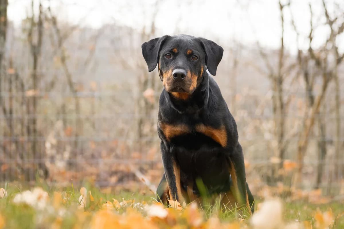 Maila, Rottweiler for adoption at Tierschutzverein Chemnitz, Chemnitz