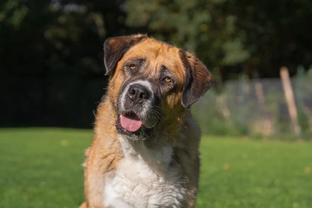 Maxi, Saint Bernard for adoption at Tierschutzverein Chemnitz, Chemnitz