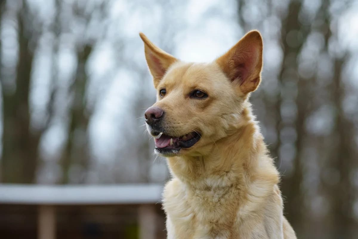 Merlin, Mixed Breed for adoption at Tierschutzverein Chemnitz, Chemnitz