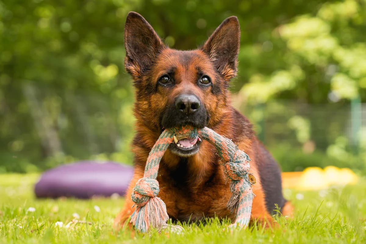Notfall: Cooper, German Shepherd for adoption at Tierschutzverein Chemnitz, Chemnitz