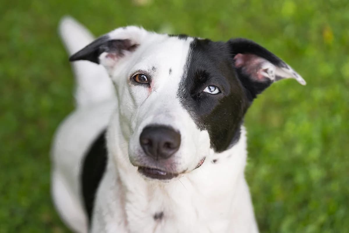 Panda, Mixed Breed for adoption at Tierschutzverein Chemnitz, Chemnitz