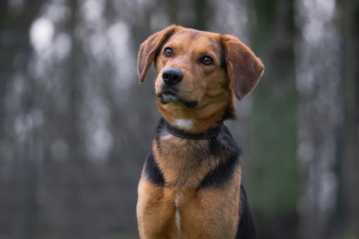 Paule, Mixed Breed for adoption at Tierschutzverein Chemnitz, Chemnitz