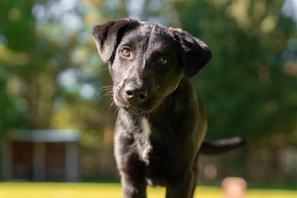 Peter, mixed breed for adoption at Tierschutzverein Chemnitz, Chemnitz