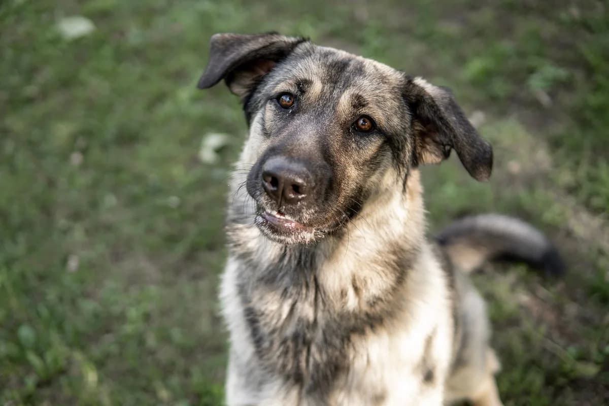 Solea, mixed breed for adoption at Tierschutzverein Chemnitz, Chemnitz