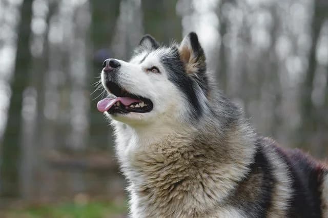 Susi, Alaskan Malamute for adoption at Tierschutzverein Chemnitz, Chemnitz