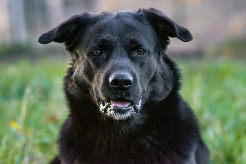 Veit, Mixed Breed for adoption at Tierschutzverein Chemnitz, Chemnitz