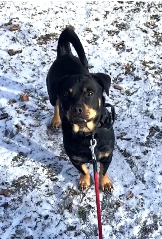 Diego, puppy mixed breed for adoption at Tierschutzverein Dachau e.V.