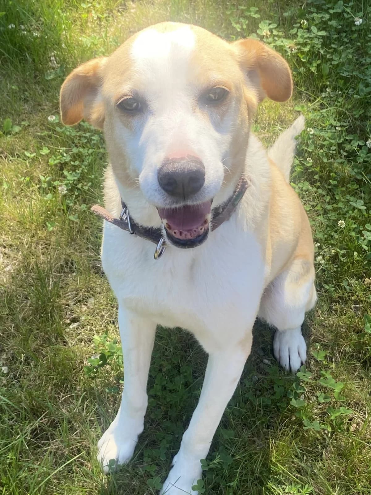 Benny, puppy mixed breed for adoption at Tierschutzverein Dachau e.V.